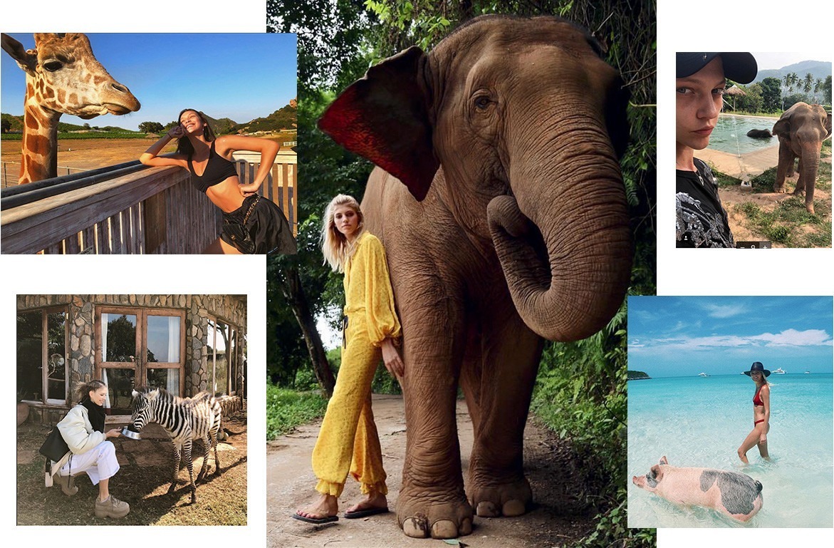 Зебра, жираф, слон: короли африканской фауны вдохновляют дизайнеров и помогают лечить людей