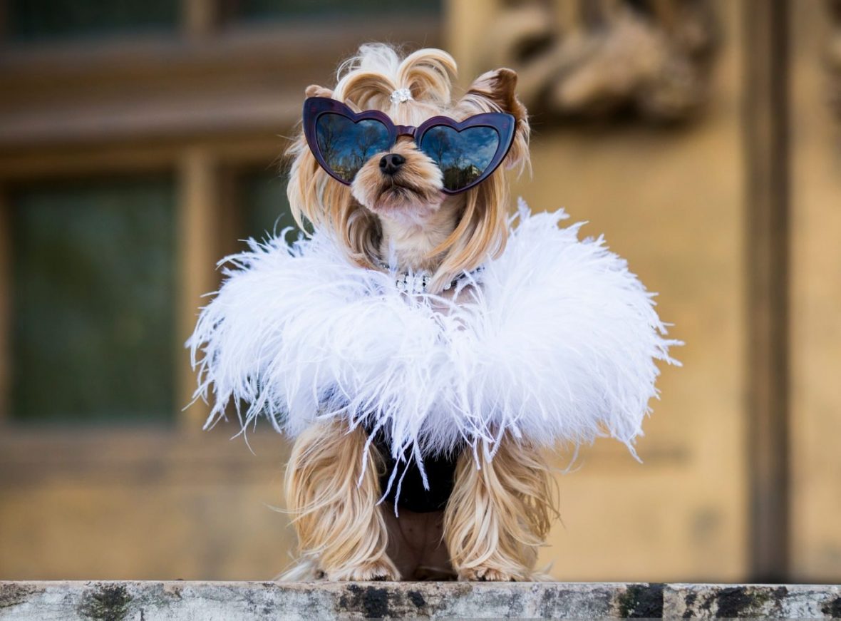Стильный пес: модная одежда для собак – новый тренд 
