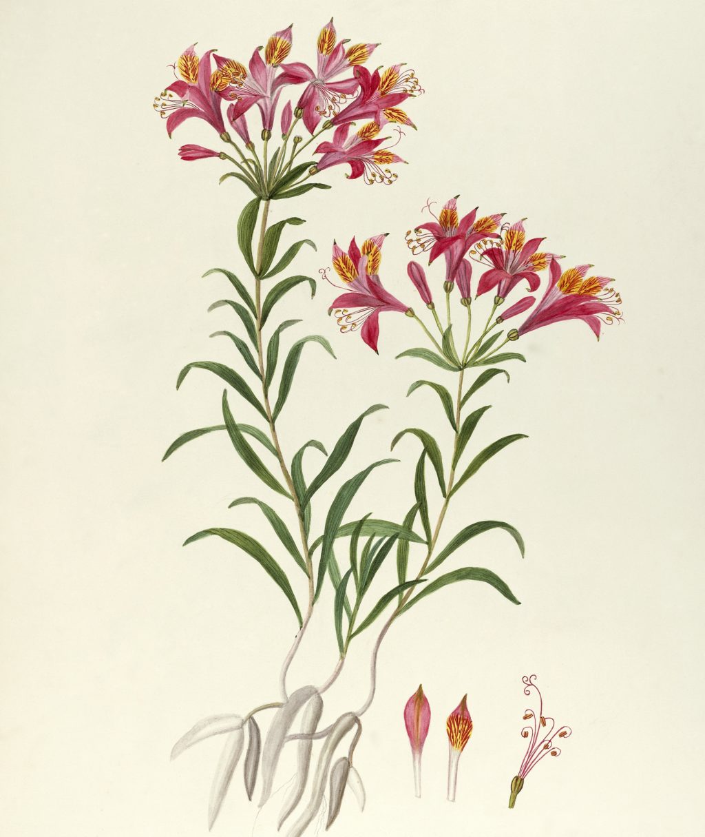 Альстромерия Ботаническая иллюстрация